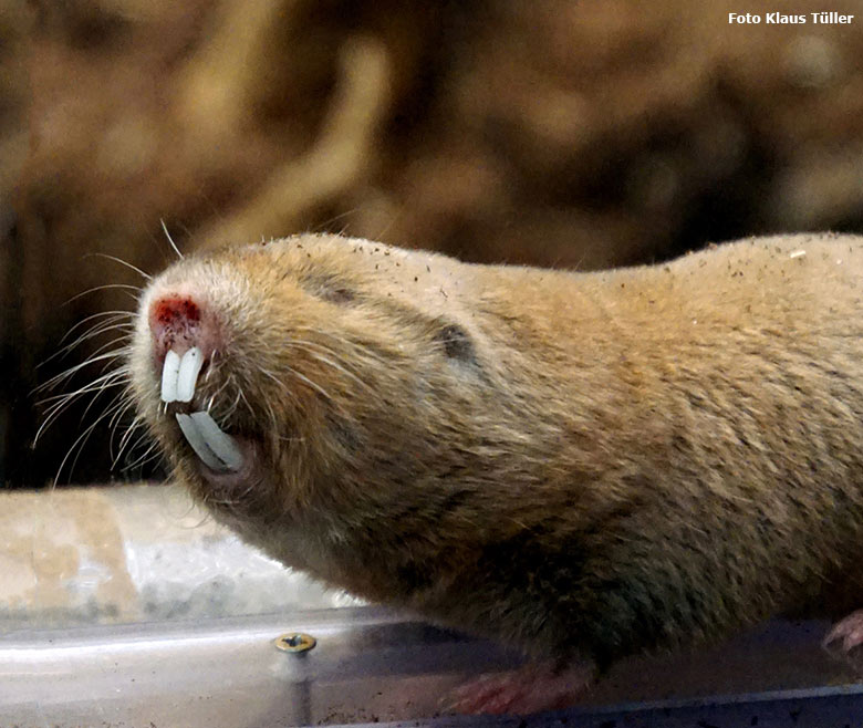 Sambischer Kleingraumull am 27. Juli 2019 im Schaugehege im sogenannten Großkatzen-Haus im Grünen Zoo Wuppertal (Foto Klaus Tüller)