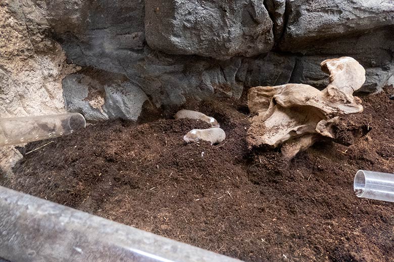 Sambische Kleingraumulle am 14. November 2024 in einem Schaugehege im Großkatzen-Haus im Wuppertaler Zoo