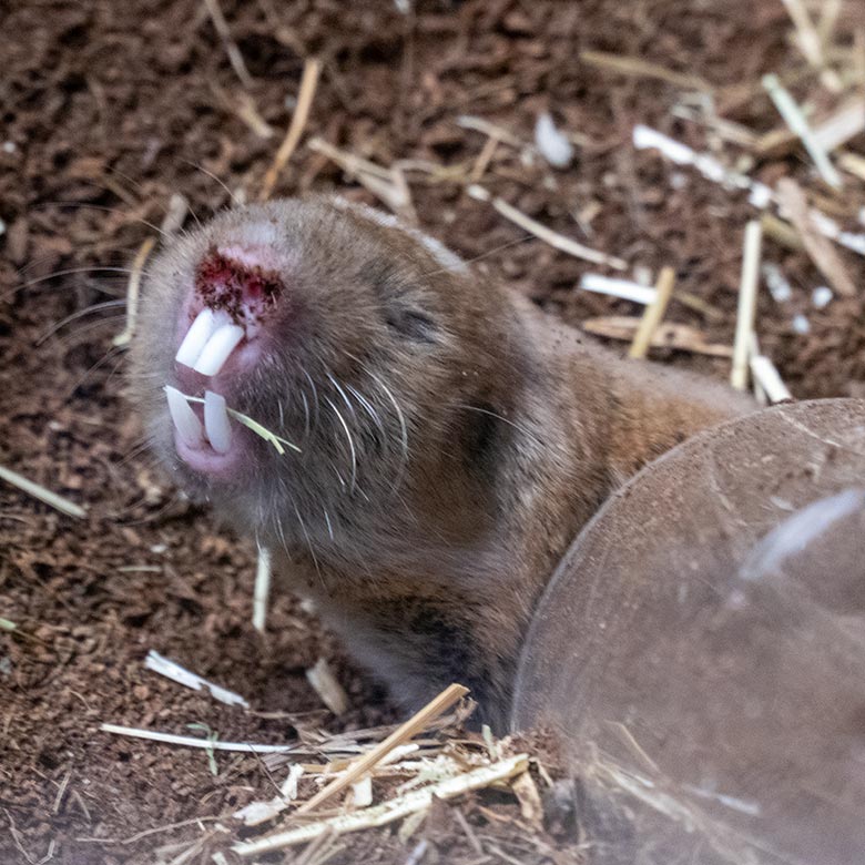Sambischer Kleingraumull am 4. Dezember 2024 in einem Schaugehege im Großkatzen-Haus im Grünen Zoo Wuppertal