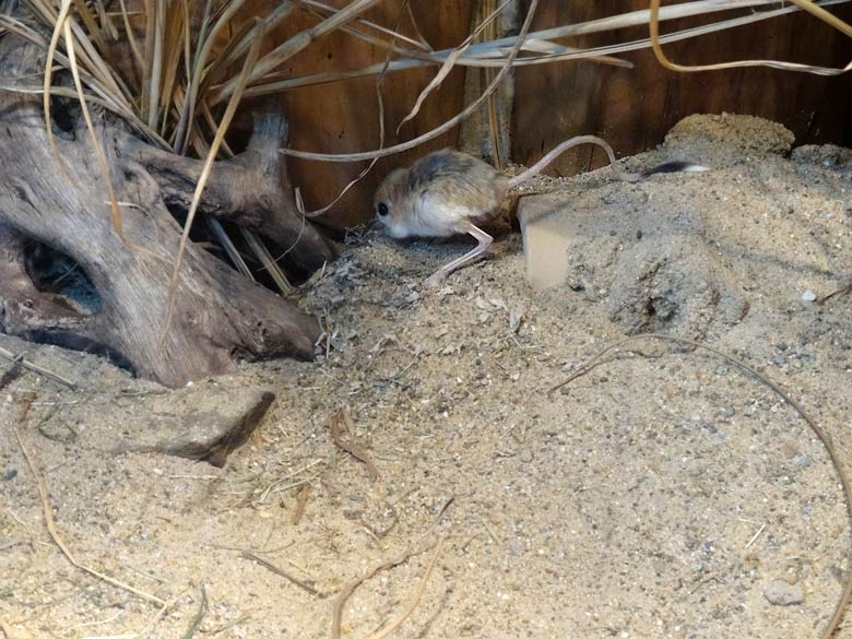 Kleine Wüstenspringmaus am 12. Februar 2017 im Wuppertaler Zoo