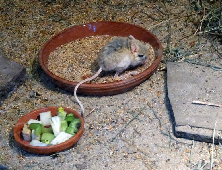 Kleine Wüstenspringmaus am 15. Februar 2017 im Zoo Wuppertal