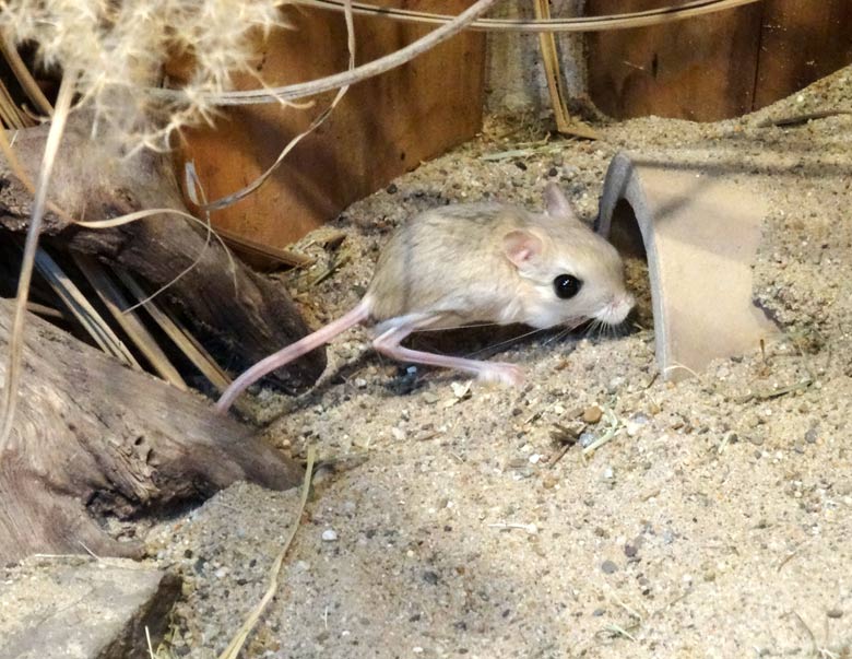 Kleine Wüstenspringmaus am 15. Februar 2017 im Grünen Zoo Wuppertal