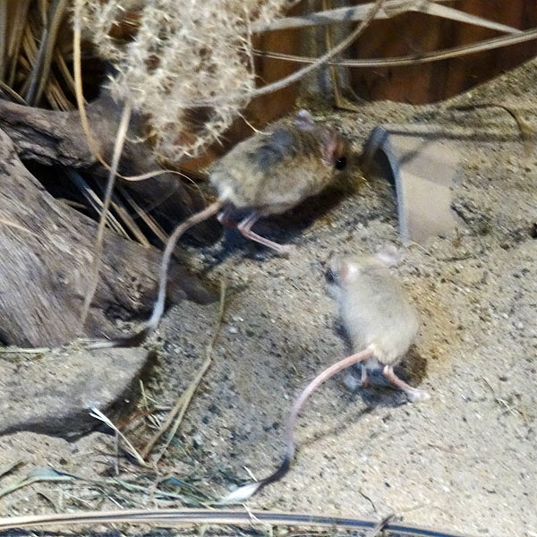 Kleine Wüstenspringmäuse im Wuppertaler Zoo im Februar 2017