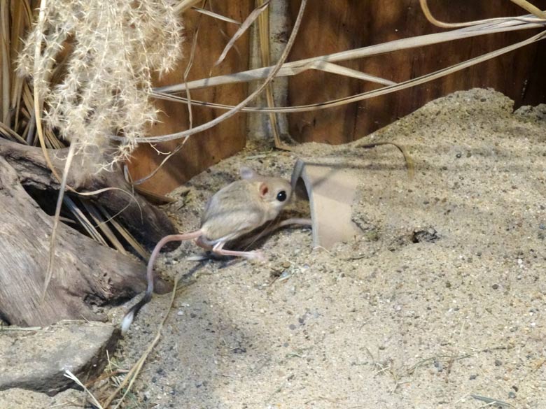 Kleine Wüstenspringmaus am 15. Februar 2017 im Zoo Wuppertal