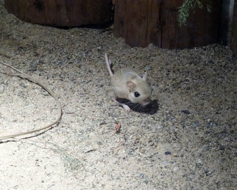 Kleine Wüstenspringmaus am 15. Februar 2017 im Wuppertaler Zoo