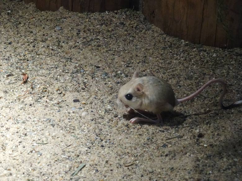 Kleine Wüstenspringmaus am 15. Februar 2017 im Grünen Zoo Wuppertal