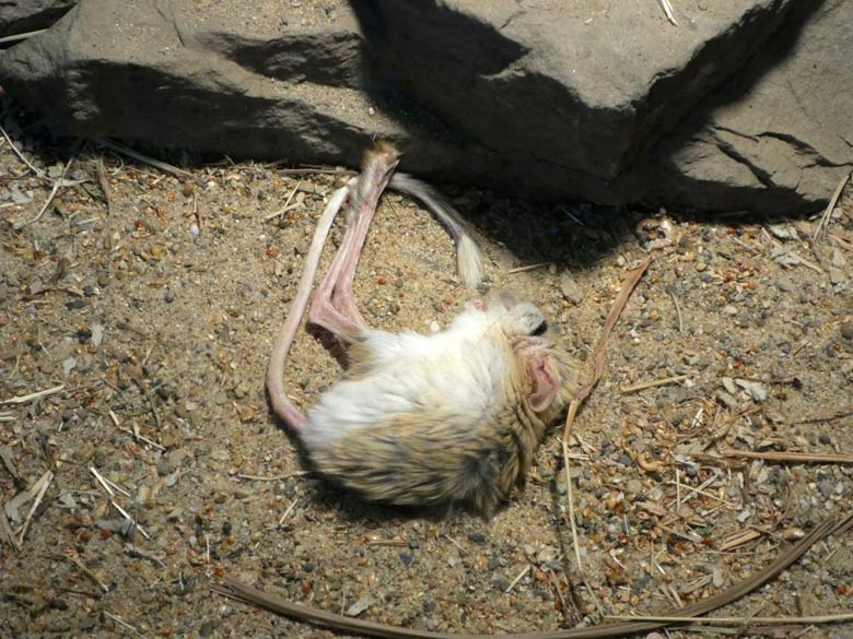 Schlafende Kleine Wüstenspringmaus am 27. Juli 2017 im Okapihaus im Zoologischen Garten Wuppertal