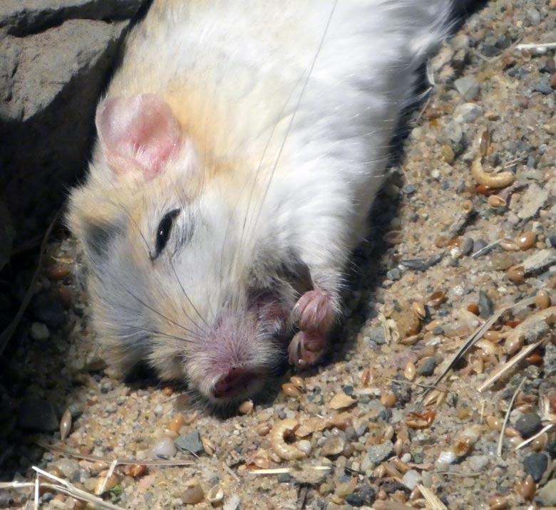 Schlafende Kleine Wüstenspringmaus am 29. Juli 2017 im Okapihaus im Grünen Zoo Wuppertal