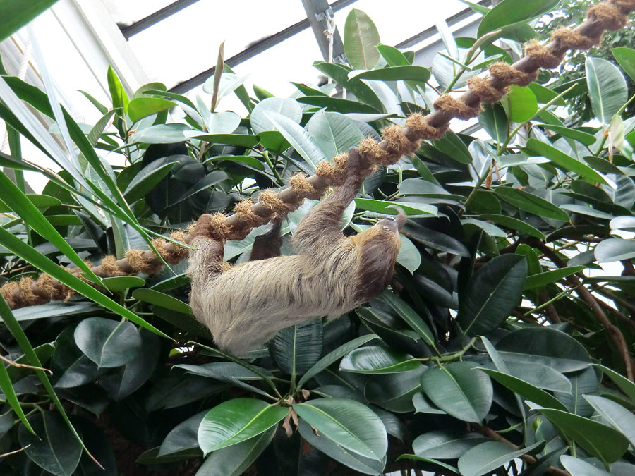 Zweifingerfaultier Clyde im Zoo Wuppertal im Juni 2013