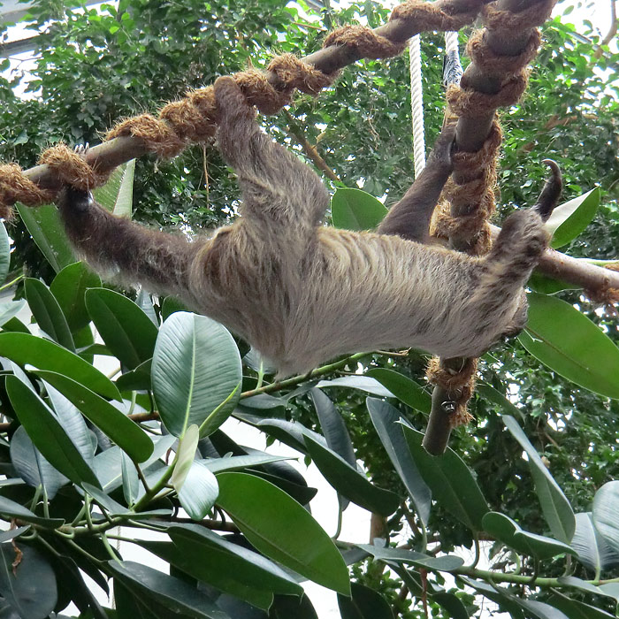 Zweifingerfaultier im Wuppertaler Zoo im Juni 2013