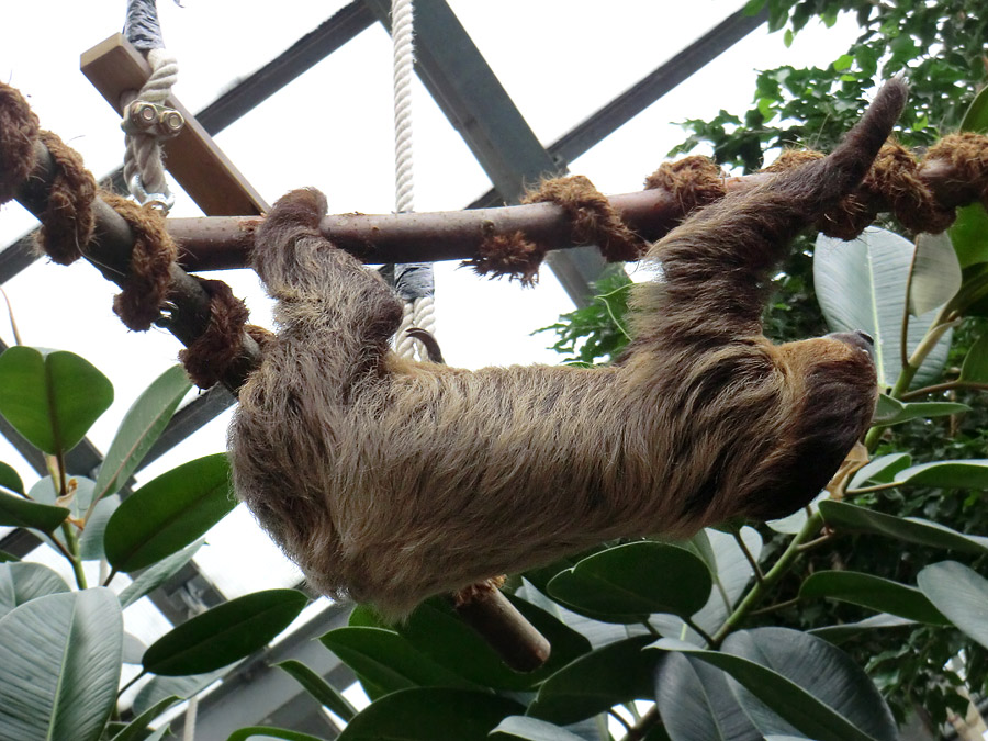 Zweifingerfaultier Clyde im Wuppertaler Zoo im Juni 2013