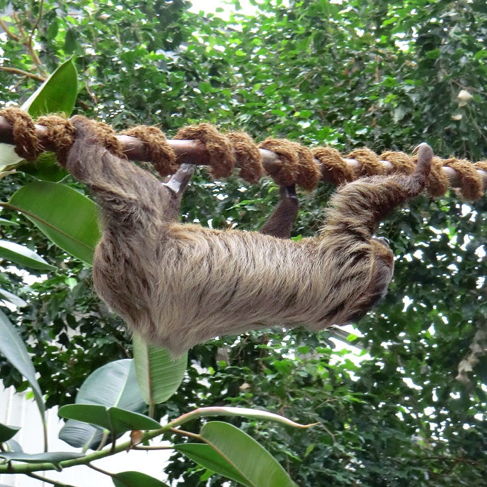 Zweifingerfaultier im Wuppertaler Zoo im Juni 2013