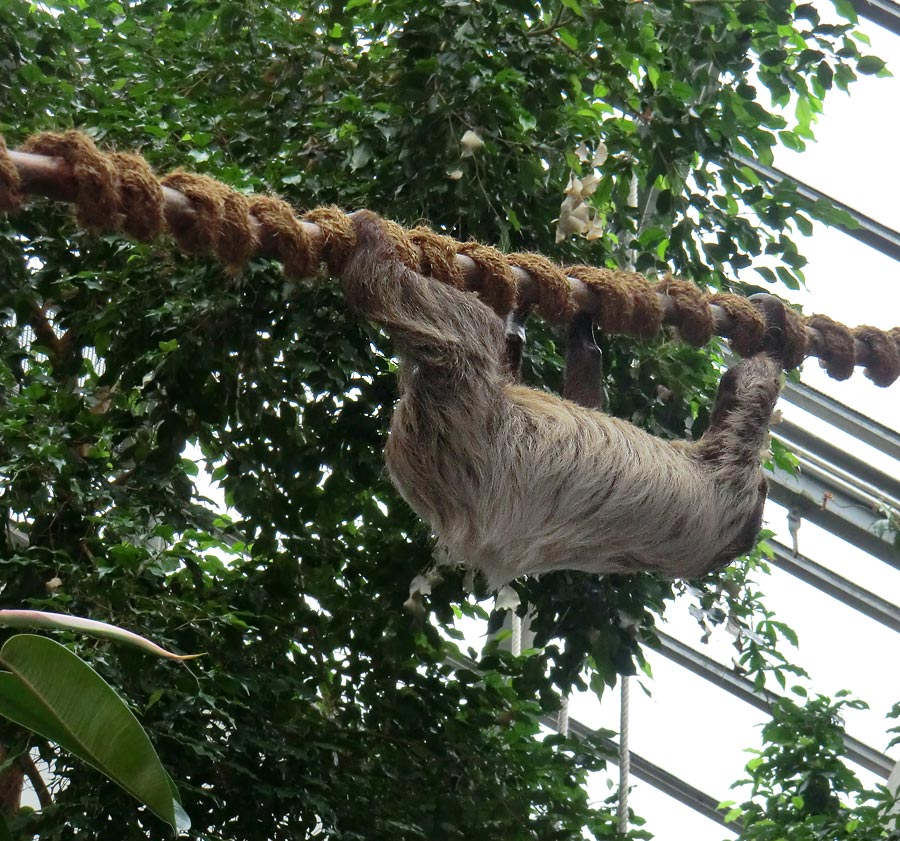 Zweifingerfaultier Clyde im Zoologischen Garten Wuppertal im Juni 2013