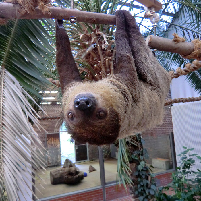 Zweifingerfaultier Clyde im Wuppertaler Zoo am 27. Juli 2013