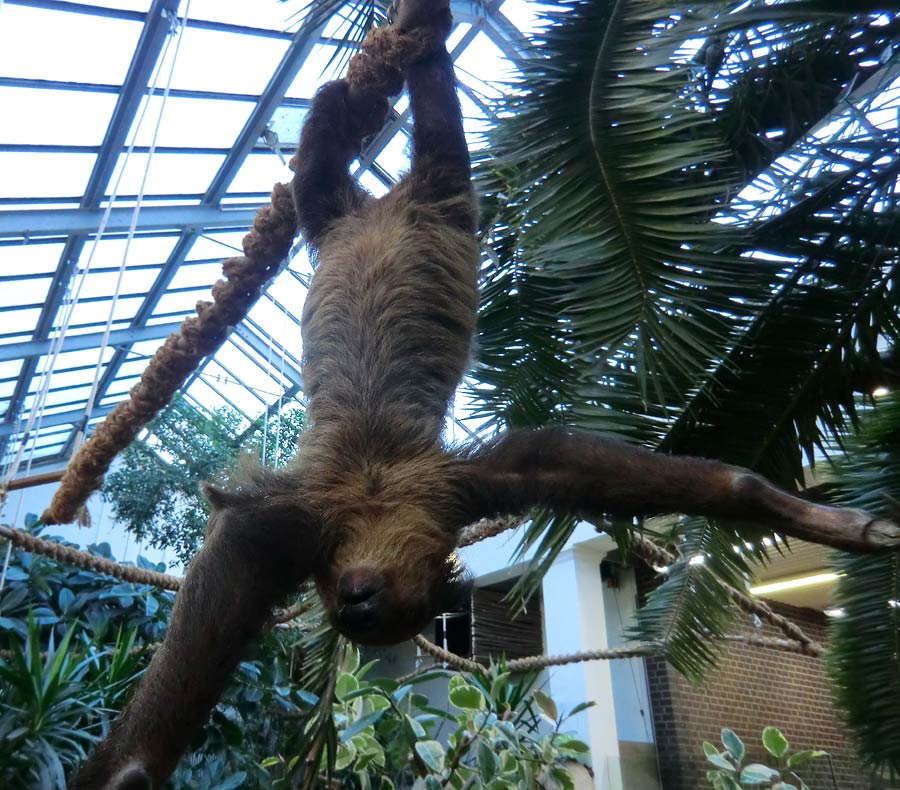 Zweifingerfaultier im Zoo Wuppertal im Januar 2014