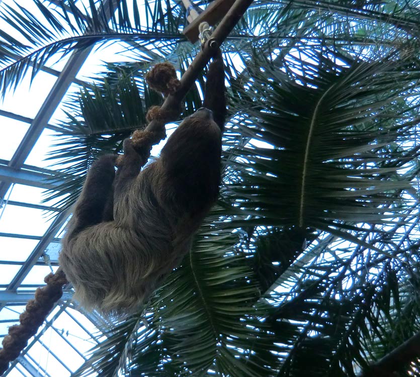 Zweifingerfaultier im Zoologischen Garten Wuppertal im Januar 2014