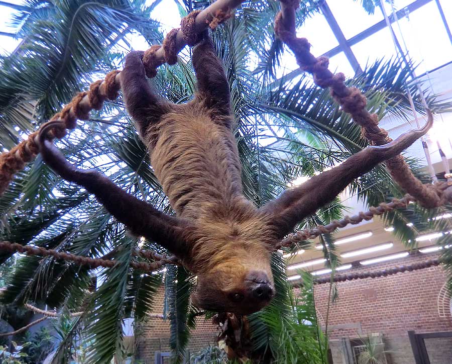 Zweifingerfaultier im Zoo Wuppertal im Januar 2014