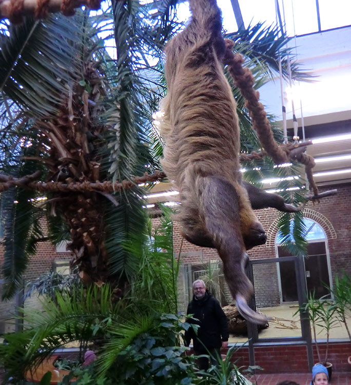 Zweifingerfaultier im Wuppertaler Zoo im Januar 2014