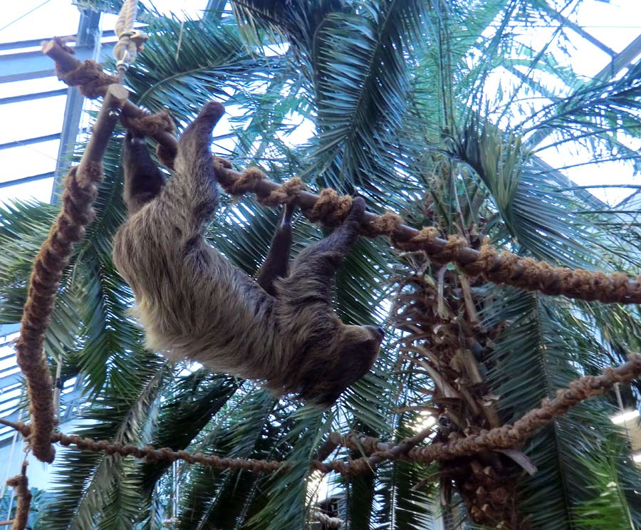 Zweifingerfaultier im Zoo Wuppertal im Januar 2014