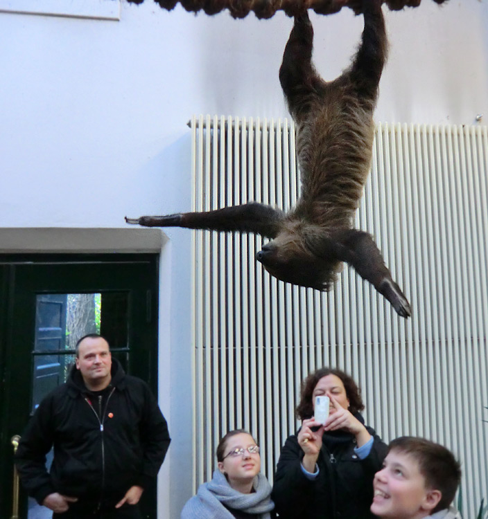 Zweifingerfaultier im Zoo Wuppertal im Januar 2014