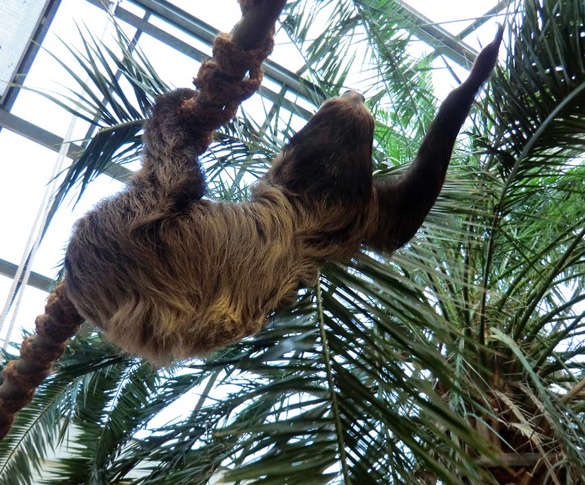 Zweifingerfaultier im Zoo Wuppertal im Januar 2014