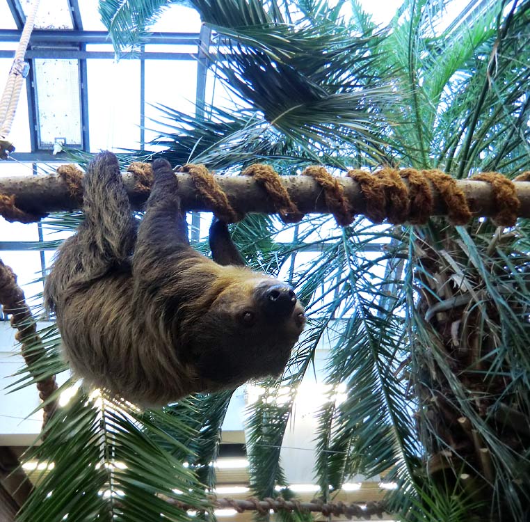 Zweifingerfaultier im Zoologischen Garten Wuppertal im Januar 2014