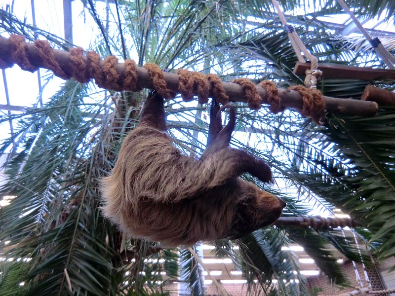 Zweifingerfaultier im Zoo Wuppertal im Januar 2014