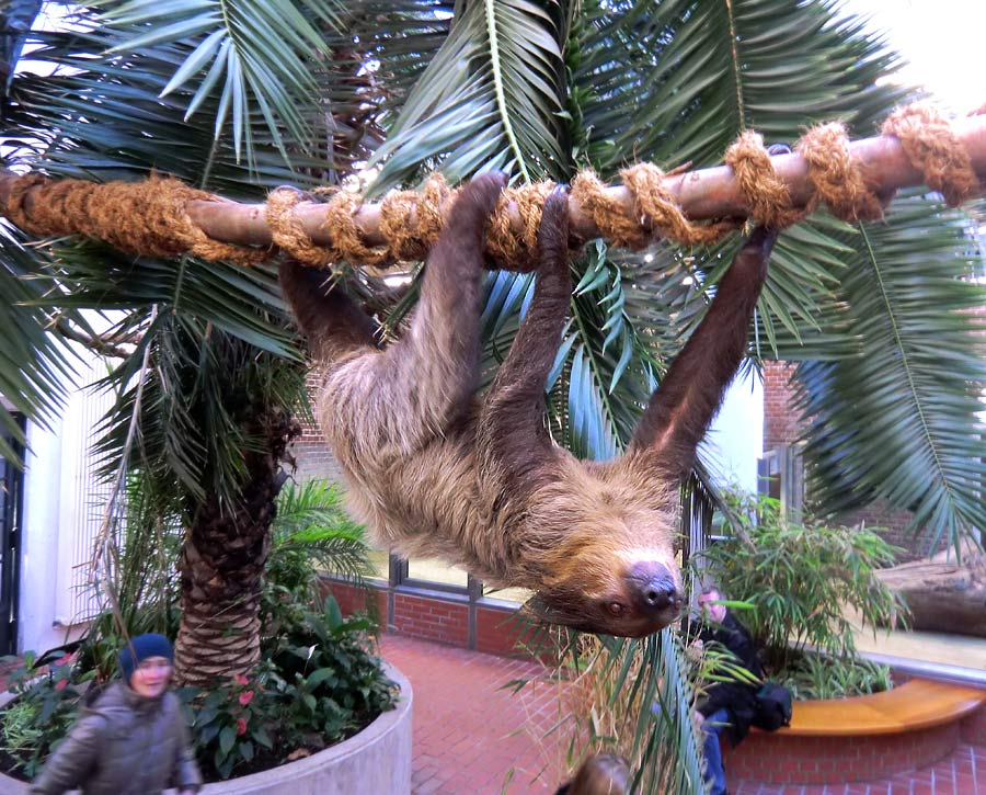 Zweifingerfaultier im Zoologischen Garten Wuppertal im Januar 2014