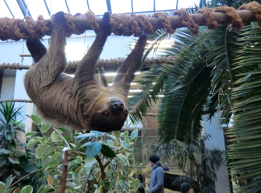 Zweifingerfaultier im Wuppertaler Zoo im Januar 2014