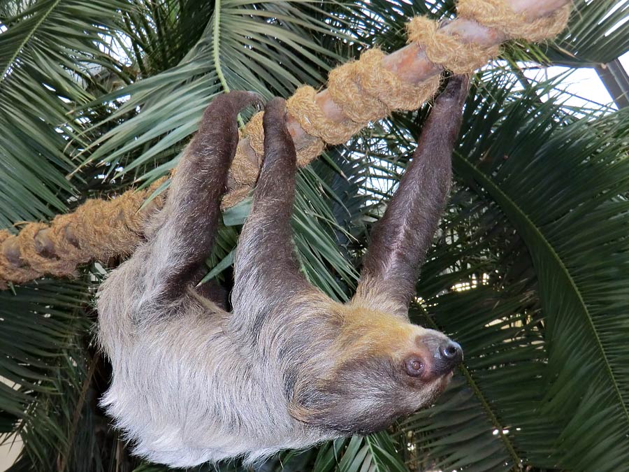 Zweifingerfaultier Clyde im Wuppertaler Zoo im Februar 2014