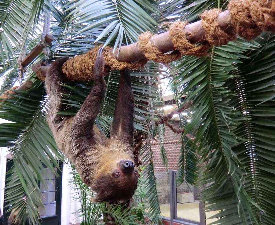 Zweifingerfaultier Clyde im Wuppertaler Zoo im Februar 2014