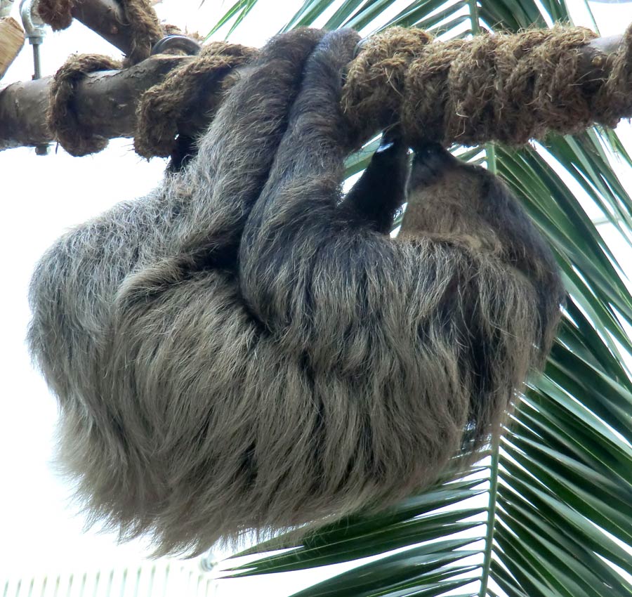 Zweifingerfaultier im Wuppertaler Zoo im April 2014