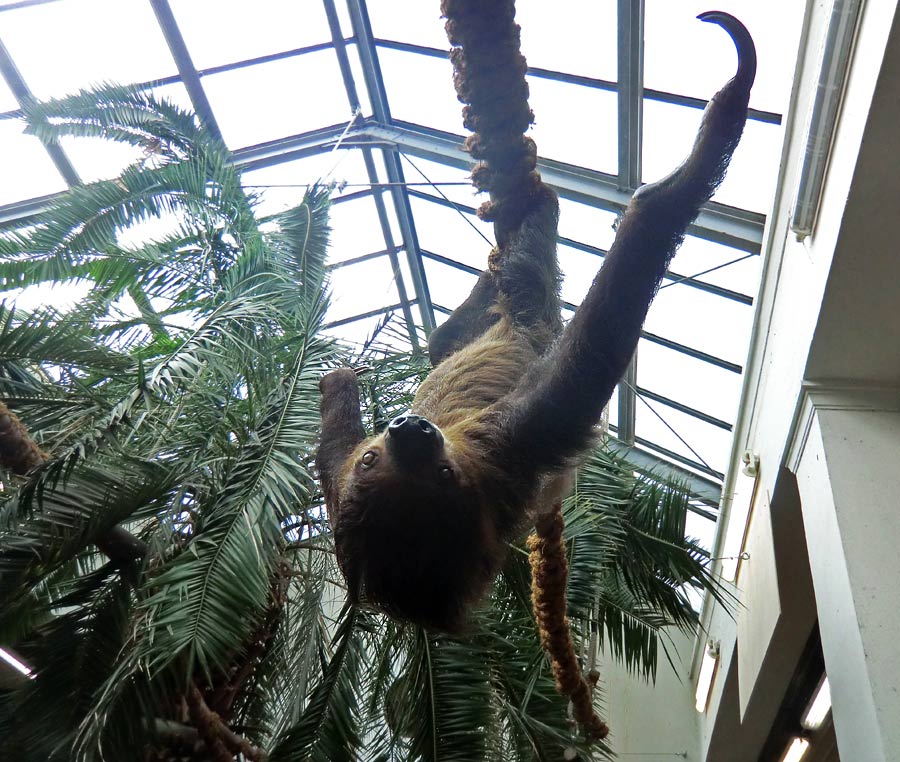 Zweifingerfaultier im Zoologischen Garten Wuppertal im April 2014