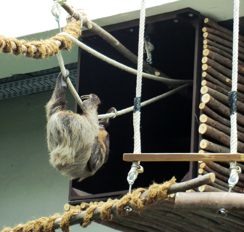 Zweifingerfaultier im Zoo Wuppertal im April 2014