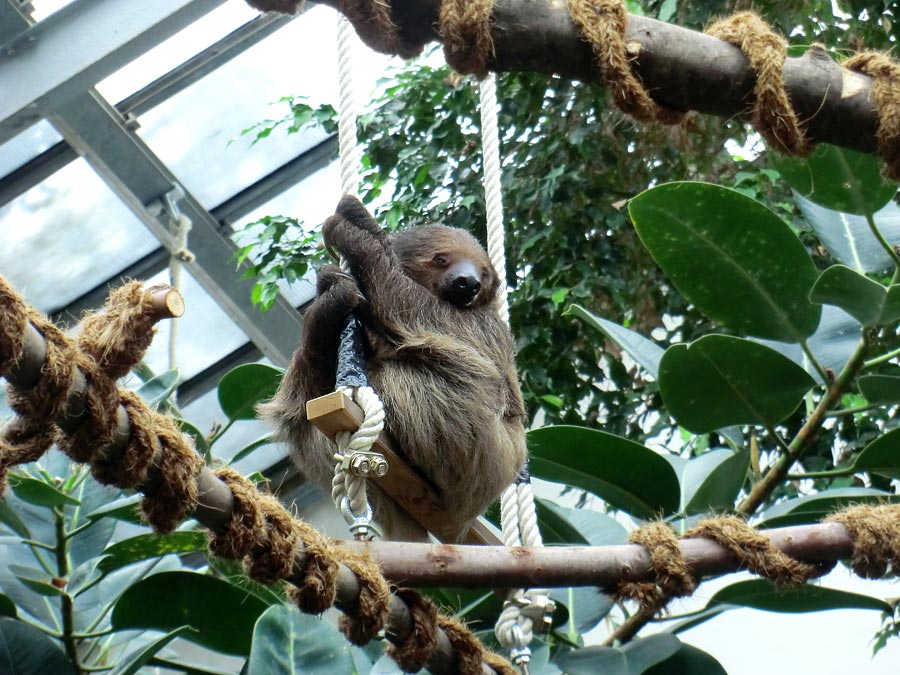 Zweifingerfaultier im Zoo Wuppertal im Mai 2014