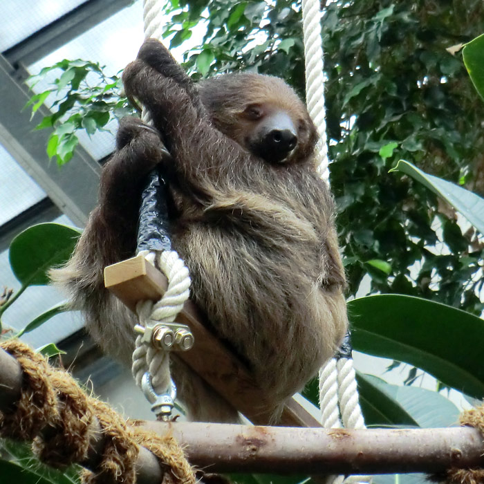 Zweifingerfaultier im Wuppertaler Zoo im Mai 2014