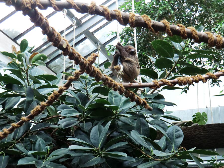 Zweifingerfaultier im Zoologischen Garten Wuppertal im Mai 2014