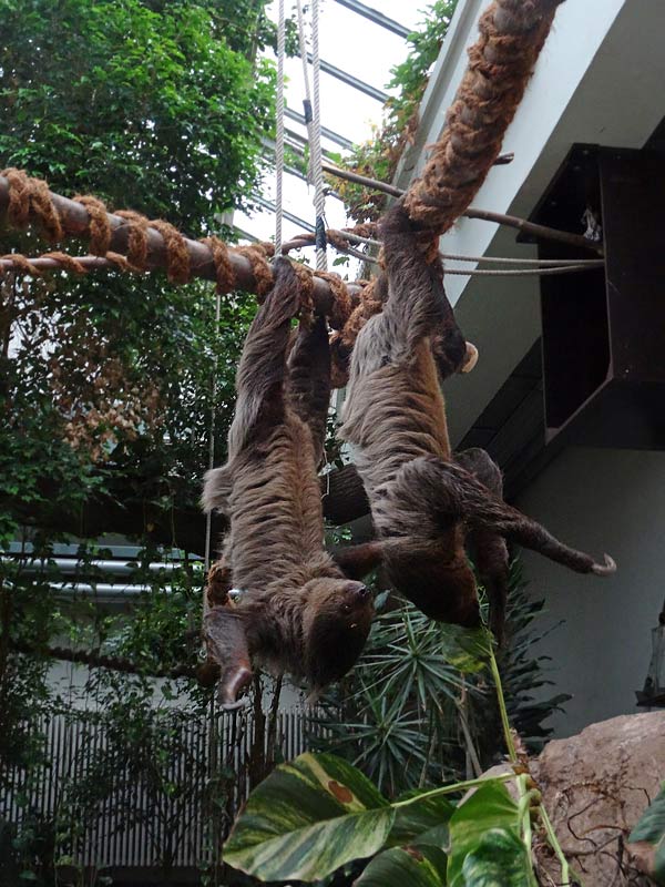 Zweifingerfaultiere im Grünen Zoo Wuppertal im Mai 2015