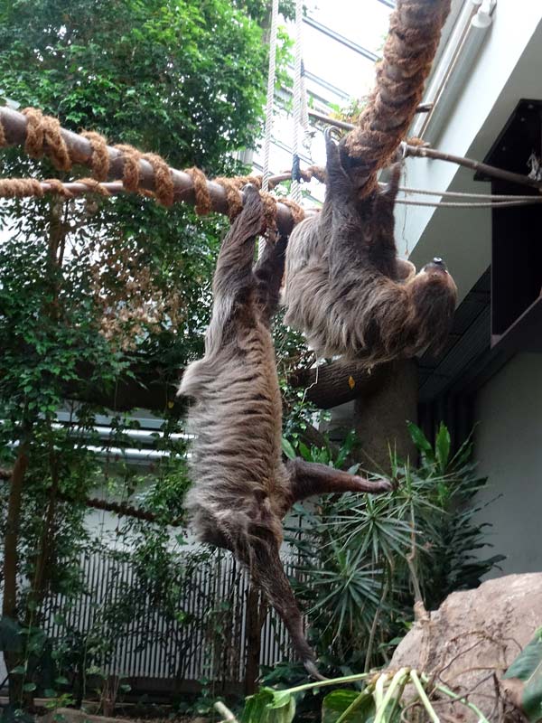 Zweifingerfaultiere im Wuppertaler Zoo im Mai 2015