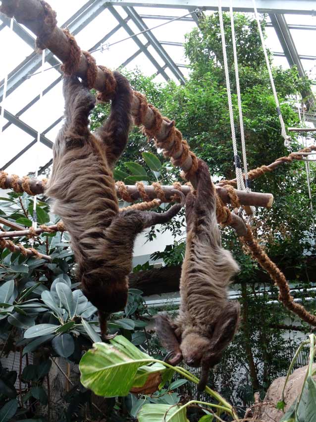 Zweifingerfaultiere im Wuppertaler Zoo im Mai 2015