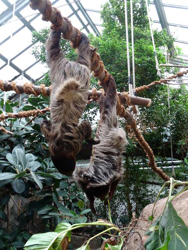 Zweifingerfaultiere im Zoologischen Garten Wuppertal im Mai 2015