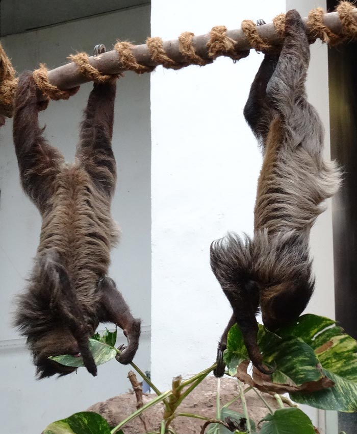 Zweifingerfaultiere im Wuppertaler Zoo im Mai 2015