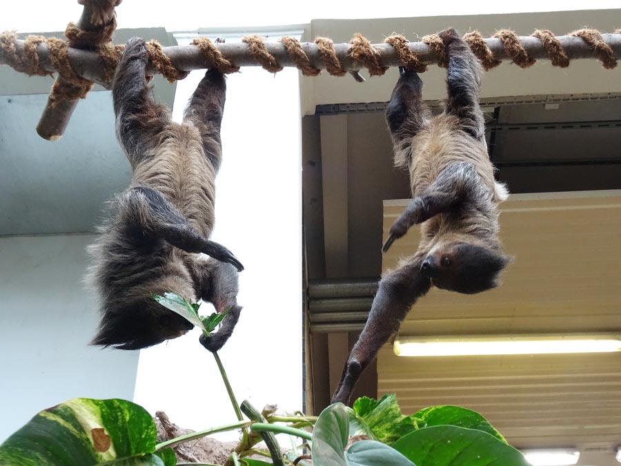 Zweifingerfaultiere im Zoologischen Garten Wuppertal im Mai 2015