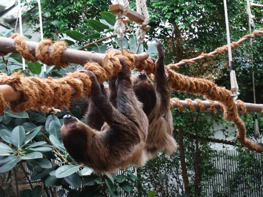 Zweifingerfaultiere im Zoo Wuppertal im Mai 2015