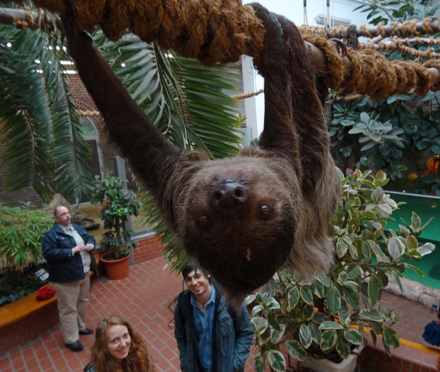 Zweifingerfaultier im Grünen Zoo Wuppertal im Mai 2015