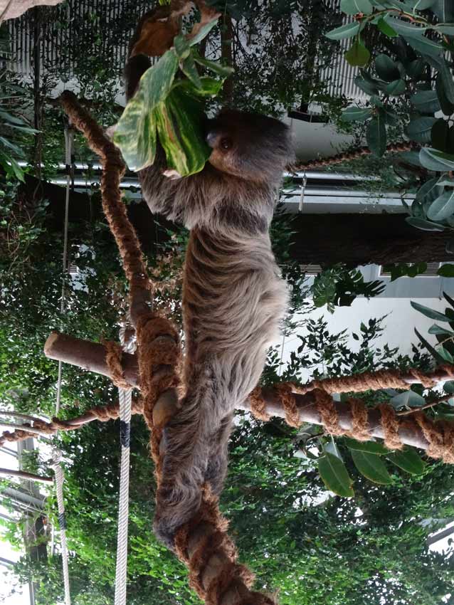 Zweifingerfaultier im Zoologischen Garten Wuppertal im Mai 2015