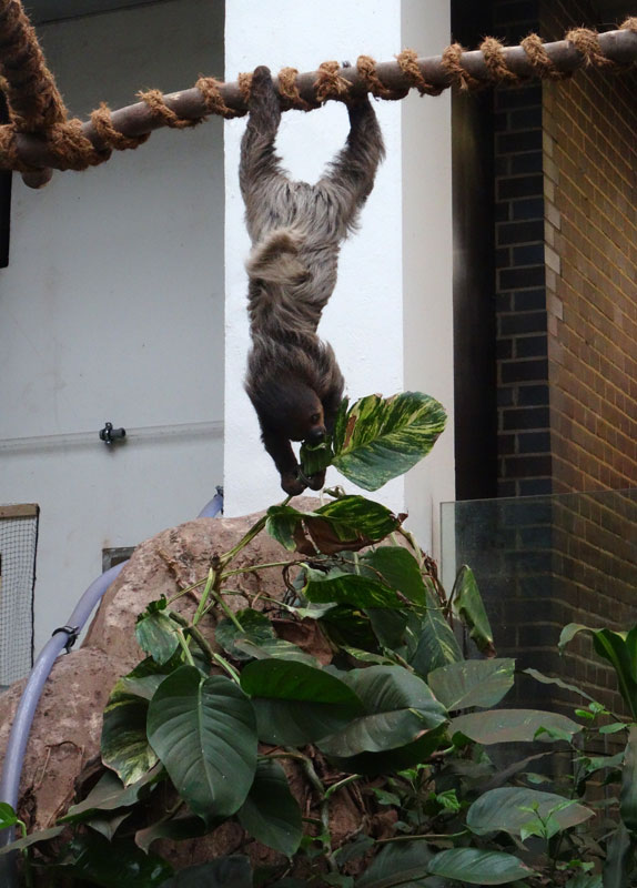 Zweifingerfaultier im Grünen Zoo Wuppertal im Mai 2015