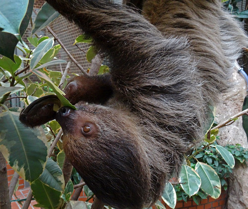 Zweifingerfaultier auf Augenhöhe am 20. Dezember 2015 im Südamerikahaus im Zoologischen Garten der Stadt Wuppertal