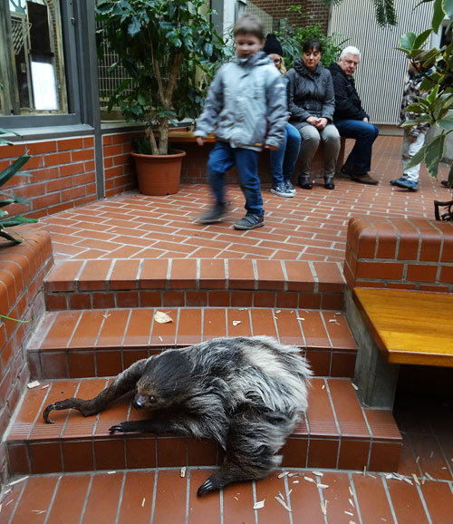 Zweifingerfaultier am 20. Dezember 2015 auf dem Boden im Südamerikahaus im Grünen Zoo Wuppertal