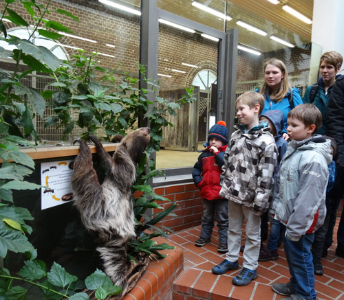 Zweifingerfaultier auf Augenhöhe am 20. Dezember 2015 im Südamerikahaus im Zoologischen Garten der Stadt Wuppertal